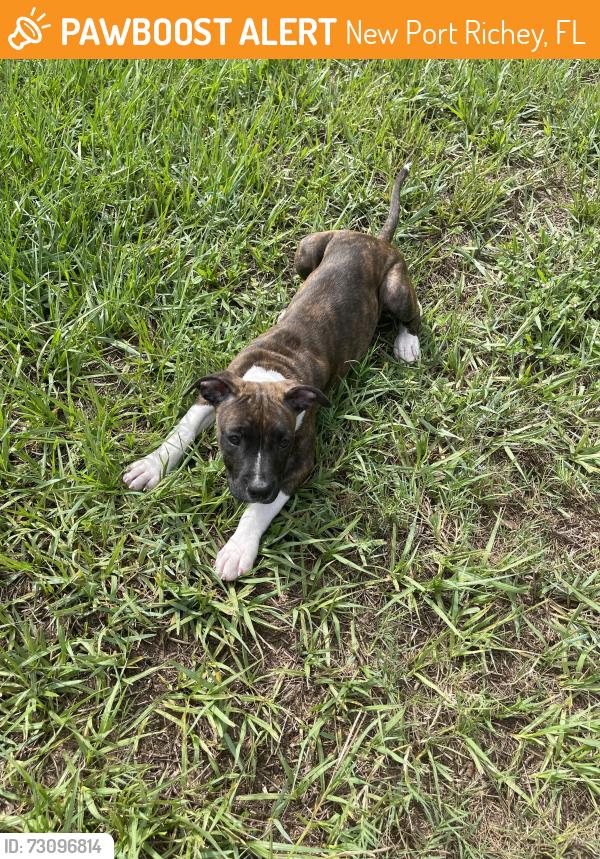 Found/Stray Female Dog last seen Starkey Blvd and 54, New Port Richey, FL 34655
