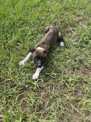 Found/Stray Female Dog last seen Starkey Blvd and 54, New Port Richey, FL 34655