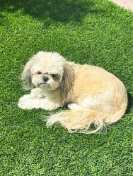 Reunited Female Dog last seen Dalecrest and Alexander and teneya, Las Vegas, NV 89129