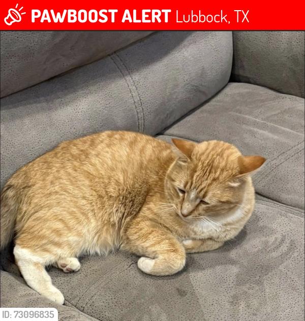 Lost Male Cat last seen 62nd and Elkhart Ave, Lubbock, TX 79424