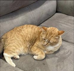 Lost Male Cat last seen 62nd and Elkhart Ave, Lubbock, TX 79424