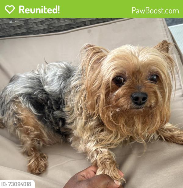 Reunited Female Dog last seen Hamden middle school area, Hamden library, Hamden, CT 06518