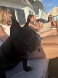 Lost Female Dog last seen Seashore dr, Newport Beach, CA 92663
