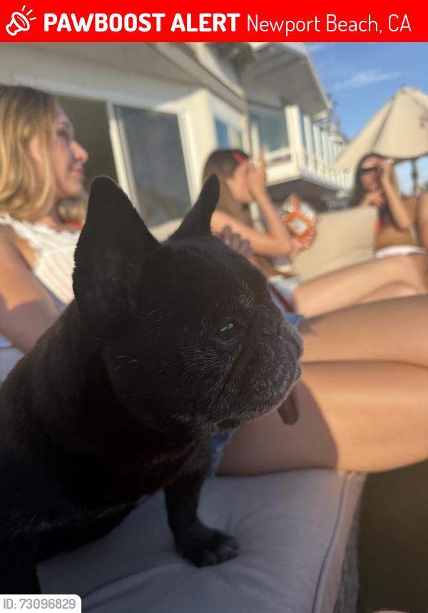 Lost Female Dog last seen Seashore dr, Newport Beach, CA 92663