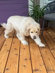 Reunited Unknown Dog last seen Clark and Cullom, Chicago, IL 60613