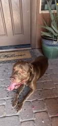 Reunited Male Dog last seen Marlette Ave and 129th, Litchfield Park, AZ 85340