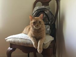 Lost Male Cat last seen Near Lanier Ave Rocky Point, NC, Rocky Point, NC 28457