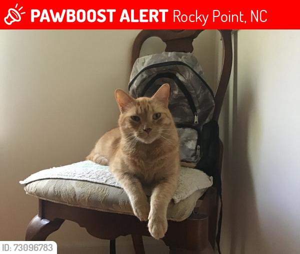 Lost Male Cat last seen Near Lanier Ave Rocky Point, NC, Rocky Point, NC 28457