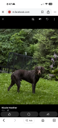 Found/Stray Male Dog last seen Hyatt creek, Waynesville, NC 28786