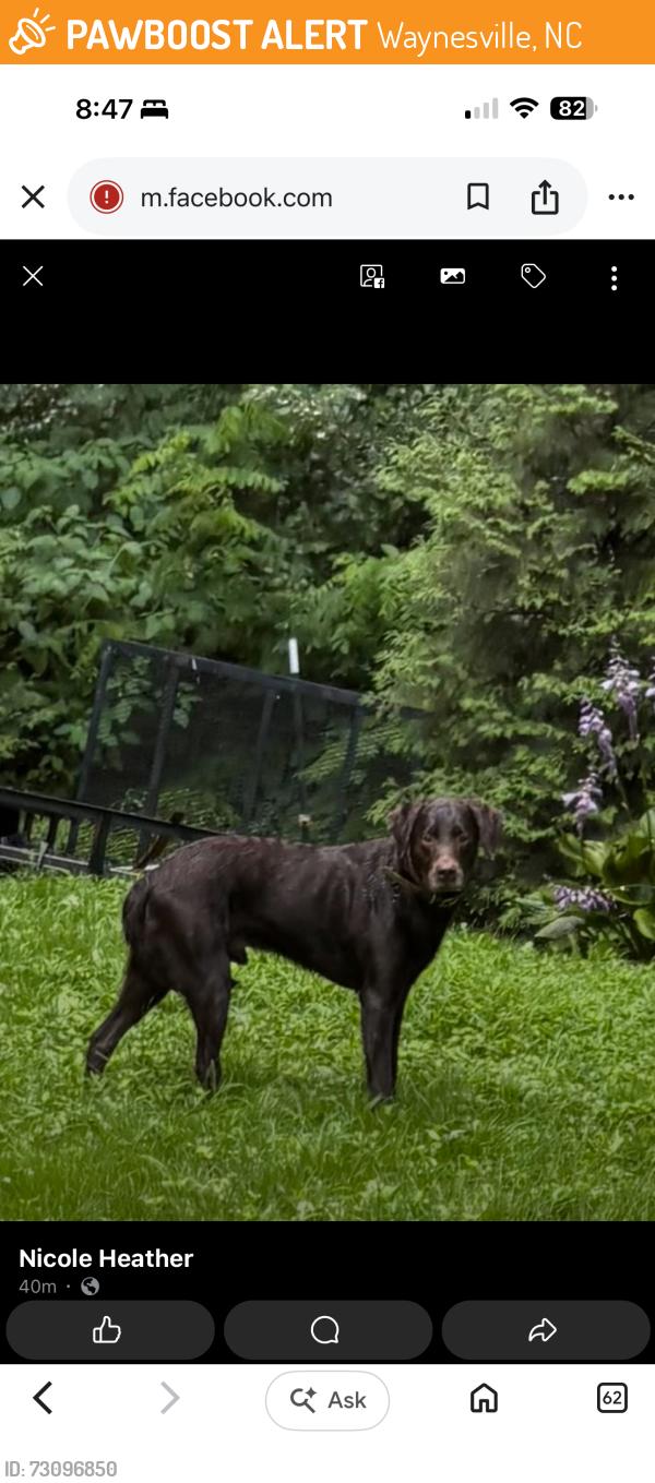 Found/Stray Male Dog last seen Hyatt creek, Waynesville, NC 28786