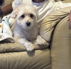 Reunited Female Dog last seen Charles Foster, Time Foster, El Paso, TX 79938