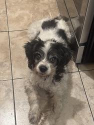 Reunited Male Dog last seen Whittier Blvd McBride or Ford, East Los Angeles, CA 90022