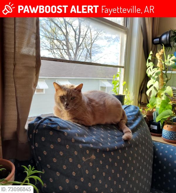Lost Male Cat last seen willow and huntsville, Fayetteville, AR 72701