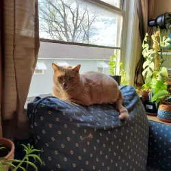 Lost Male Cat last seen willow and huntsville, Fayetteville, AR 72701