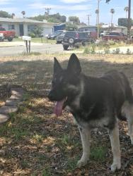 Found/Stray Female Dog last seen Near hibiscus st, Fontana, CA 92335