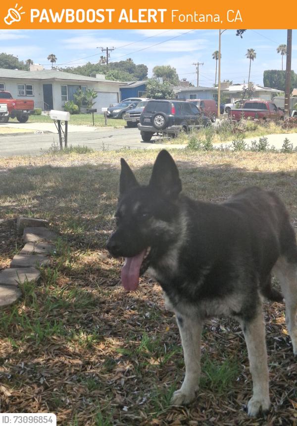 Found/Stray Female Dog last seen Near hibiscus st, Fontana, CA 92335