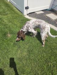 Found/Stray Unknown Dog last seen Meridian Rd and Ustick Rd., Meridian, ID 83646