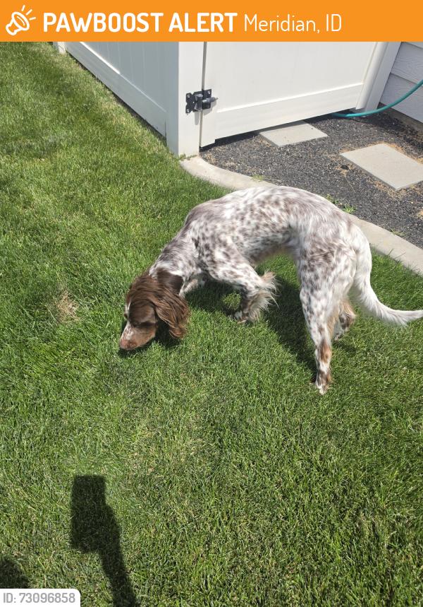 Found/Stray Unknown Dog last seen Meridian Rd and Ustick Rd., Meridian, ID 83646