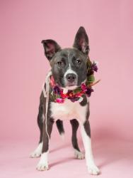 Shelter Stray Male Dog last seen Near Rockaway, Atlanta, GA, 1251 Fulton Industrial Blvd NW, Atlanta, GA 30336, USA