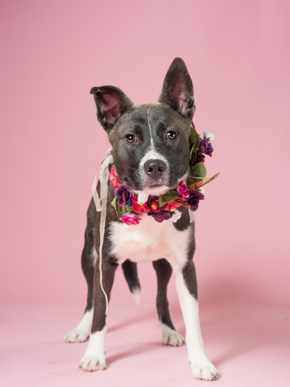 Shelter Stray Male Dog last seen Near Rockaway, Atlanta, GA, 1251 Fulton Industrial Blvd NW, Atlanta, GA 30336, USA