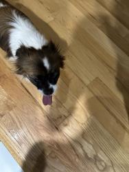 Found/Stray Unknown Dog last seen Rolling Hills Ln and Urban Dr, Grand Prairie, TX 75052