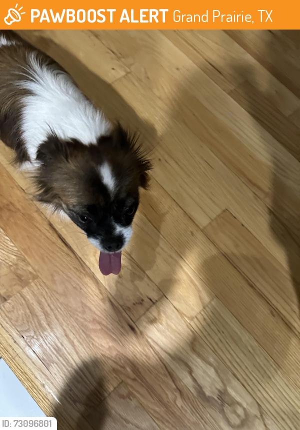 Found/Stray Unknown Dog last seen Rolling Hills Ln and Urban Dr, Grand Prairie, TX 75052