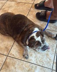 Shelter Stray Female Dog last seen water spaniel way and old settlers, Round Rock, City of Round Rock, TX, 1855 SE Inner Loop, Georgetown, TX 78626, USA