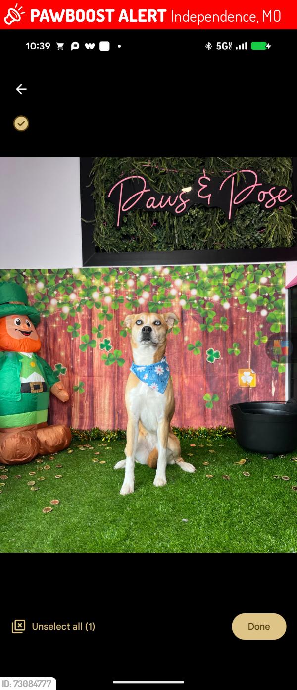 Lost Female Dog last seen Truman road and Sterling, Independence, MO 64054