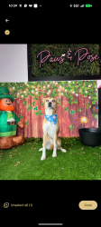 Lost Female Dog last seen Truman road and Sterling, Independence, MO 64054