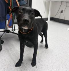 Shelter Stray Female Dog last seen Near 69th ave, Oakland, , 1101 29th Ave, Oakland, CA 94601, USA