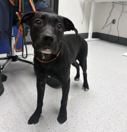 Shelter Stray Female Dog last seen Near 69th ave, Oakland, , 1101 29th Ave, Oakland, CA 94601, USA