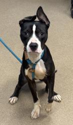 Shelter Stray Female Dog last seen Near Lafortune Dr, 30032, GA, 3280 Chamblee Dunwoody Rd, Chamblee, GA 30341, USA