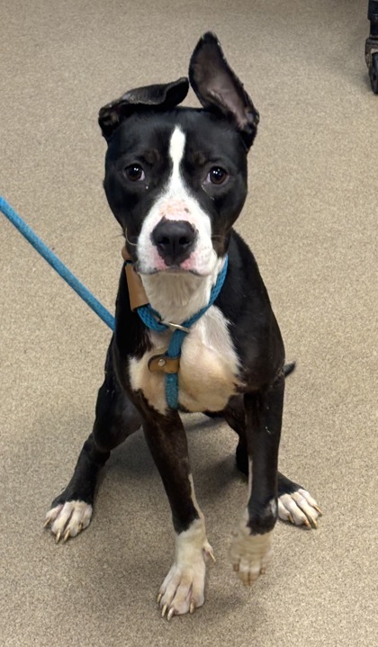 Shelter Stray Female Dog last seen Near Lafortune Dr, 30032, GA, 3280 Chamblee Dunwoody Rd, Chamblee, GA 30341, USA