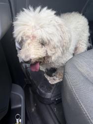 Found/Stray Male Dog last seen fortbend toll rd, Missouri City, TX 77489