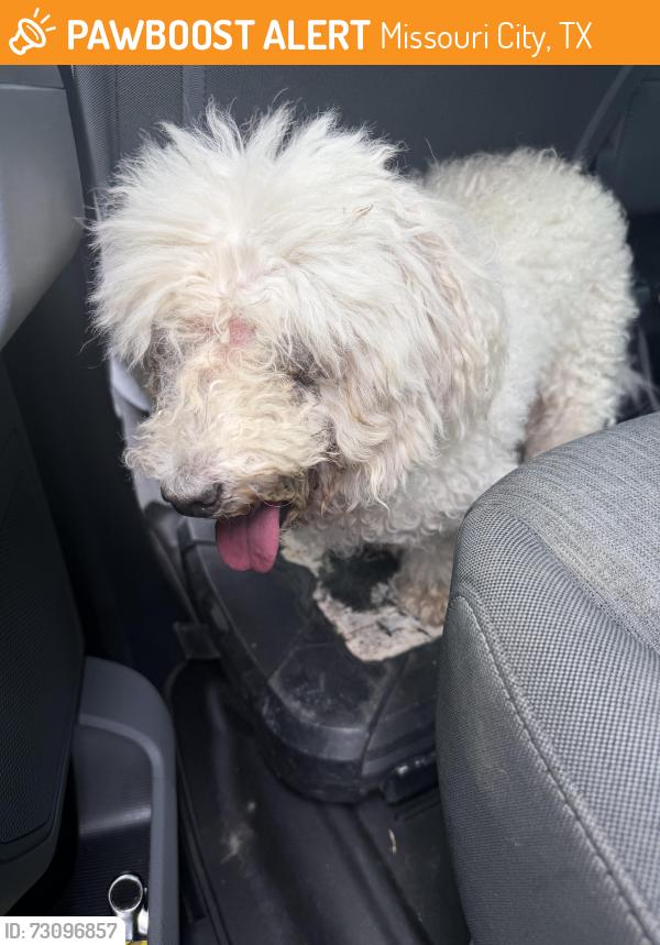 Found/Stray Male Dog last seen fortbend toll rd, Missouri City, TX 77489