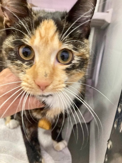 Shelter Stray Female Cat last seen Near East Dr, 21217, MD, 301 Stockholm St, Baltimore, MD 21230, USA