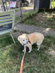Shelter Stray Male Dog last seen Near 43RD AVE S, Seattle, WA, 2061 15th Ave W, Seattle, WA 98119, USA