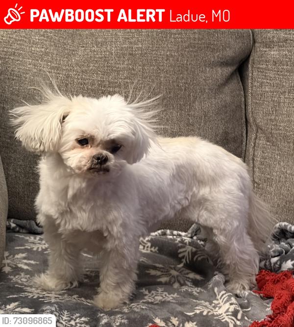 Lost Female Dog last seen Daniel Road and Roan Lane, Ladue, MO 63124