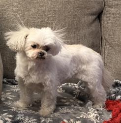 Lost Female Dog last seen Daniel Road and Roan Lane, Ladue, MO 63124