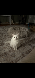 Lost Male Cat last seen Tait, Rochester, NY 14616