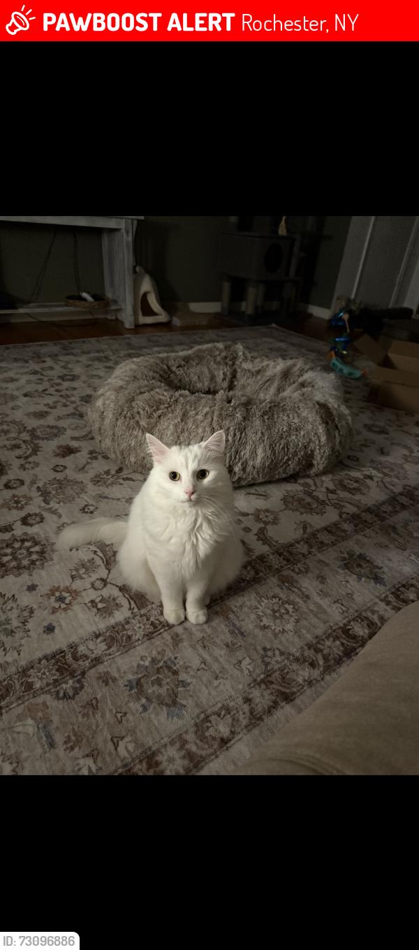 Lost Male Cat last seen Tait, Rochester, NY 14616