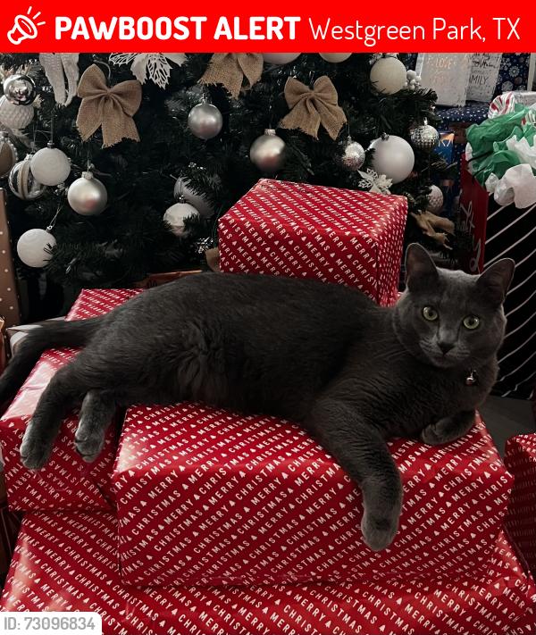 Lost Male Cat last seen Westgreen Park , Westgreen Park, TX 77450