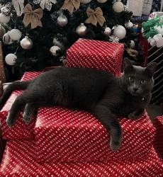 Lost Male Cat last seen Westgreen Park , Westgreen Park, TX 77450
