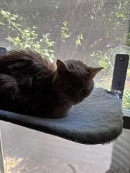 Reunited Female Cat last seen Near bridlington lane , Columbus, OH 43229