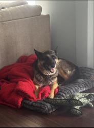 Reunited Male Dog last seen Hunter Road, Ooltewah, TN 37363