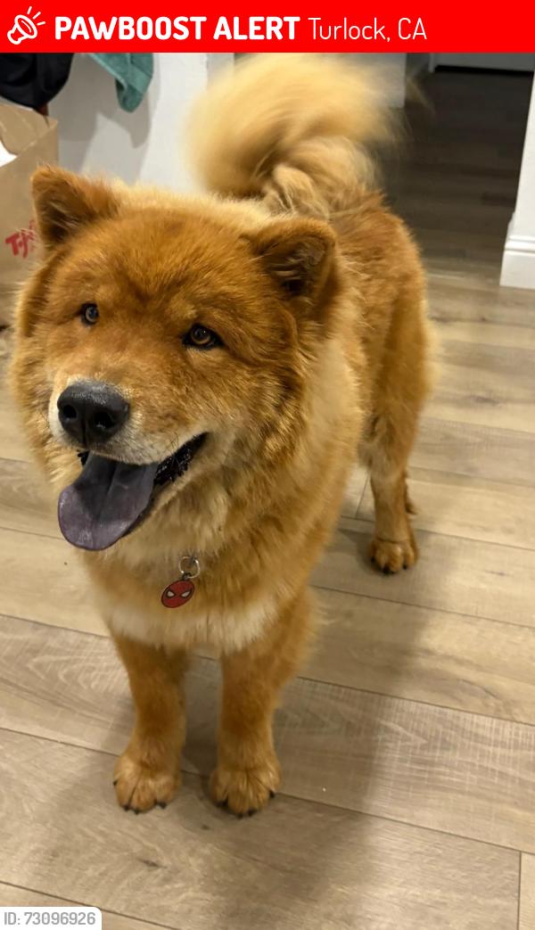 Lost Male Dog last seen N Center St Turlock CA, Turlock, CA 95380