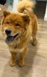 Lost Male Dog last seen N Center St Turlock CA, Turlock, CA 95380