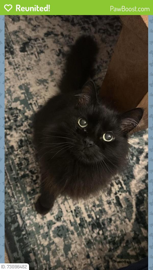 Reunited Male Cat last seen Eccleston Square, Pimlico, England SW1V 1NS