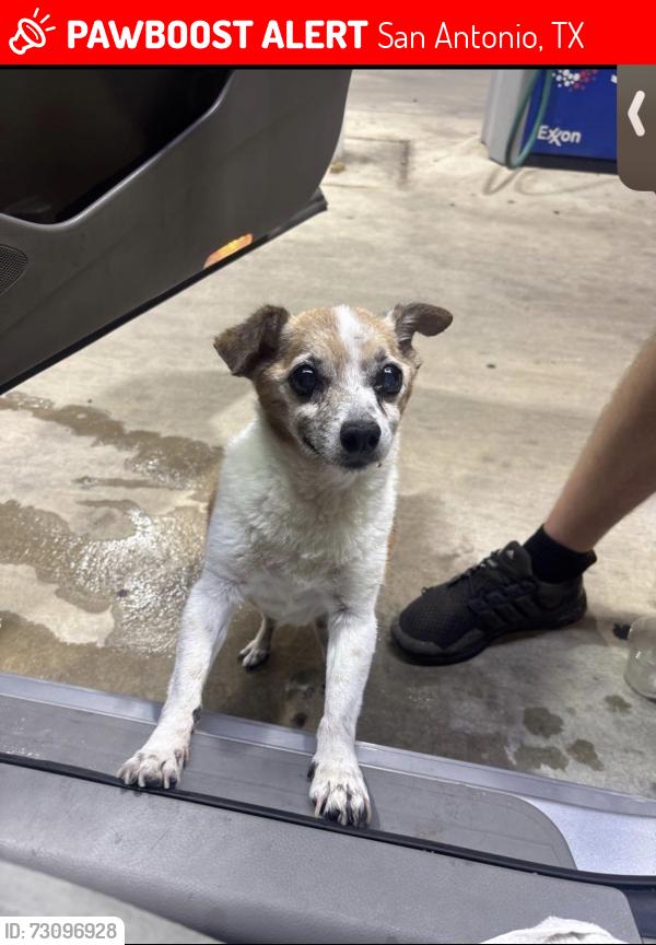 Lost Male Dog last seen Higgins, San Antonio, TX 78217