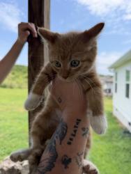 Found/Stray Male Cat last seen oscar nance rd, close to northwest high school and lake kathy., Whitfield County, GA 30755